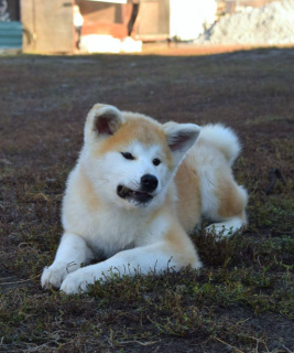 Photo №4. I will sell akita in the city of Voronezh. breeder - price - negotiated
