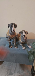 Photo №3. Persian Greyhound Puppies (Saluki). Serbia