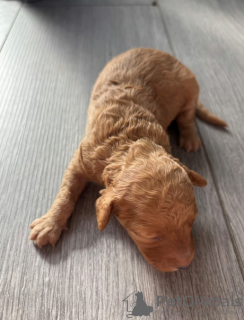 Additional photos: F1B Cavapoo pups