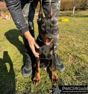 Photo №2 to announcement № 134405 for the sale of dobermann - buy in Serbia breeder