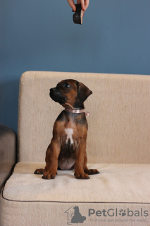 Photo №1. rhodesian ridgeback - for sale in the city of Minsk | 1200$ | Announcement № 18595