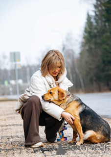 Photo №2 to announcement № 139188 for the sale of non-pedigree dogs - buy in Russian Federation 