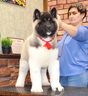 Photo №2 to announcement № 97165 for the sale of american akita - buy in Russian Federation from nursery, breeder