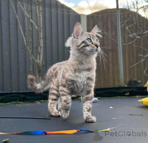 Photo №1. bengal cat - for sale in the city of Linz | 706$ | Announcement № 153399