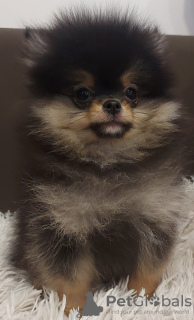 Additional photos: Buu Pomeranians puppies