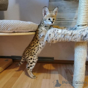 Photo №1. savannah cat - for sale in the city of Mainz | 687$ | Announcement № 88712