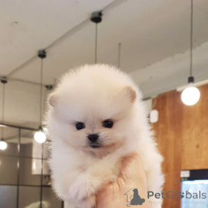 Photo №4. I will sell non-pedigree dogs in the city of Barcelona. private announcement - price - 568$