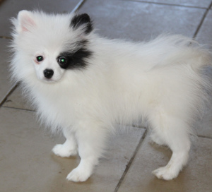 Photo №1. pomeranian - for sale in the city of Москва | 325$ | Announcement № 1411