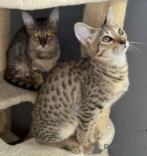Photo №2 to announcement № 176363 for the sale of savannah cat - buy in France 