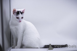 Photo №1.  - for sale in the city of Moscow river | Is free | Announcement № 155316