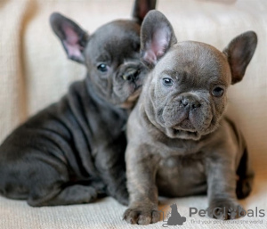 Photo №1. french bulldog - for sale in the city of Riga | Is free | Announcement № 60830