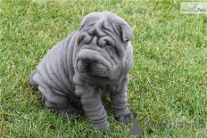 Photo №3. Shar Pei Puppies. Switzerland