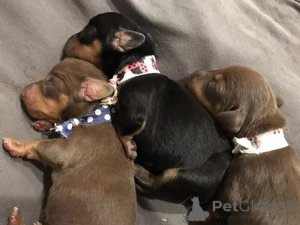 Photo №1. dachshund - for sale in the city of Antwerp | 250$ | Announcement № 165257