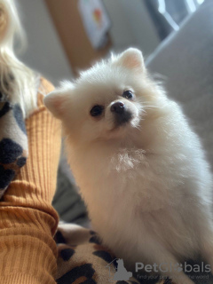 Photo №1. pomeranian - for sale in the city of Флорида Сити | 800$ | Announcement № 15738