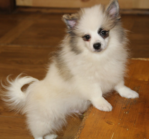 Photo №1. pomeranian - for sale in the city of Москва | 325$ | Announcement № 1412