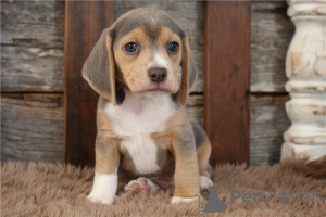 Photo №4. I will sell beagle in the city of Berchtesgaden.  - price - negotiated