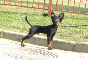 Photo №2 to announcement № 6505 for the sale of non-pedigree dogs - buy in Belarus from nursery, breeder