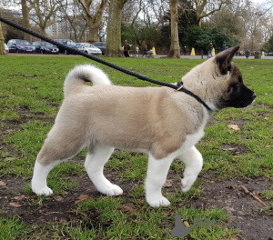 Photo №2 to announcement № 161809 for the sale of akita - buy in Slovakia 