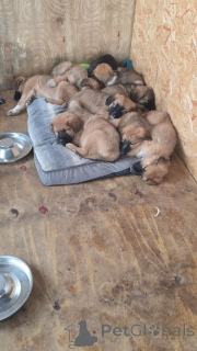 Photo №2 to announcement № 166432 for the sale of spanish alaunt - buy in United Kingdom 