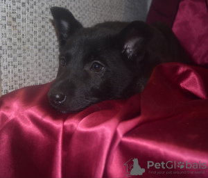Photo №2 to announcement № 9264 for the sale of non-pedigree dogs - buy in Russian Federation from the shelter