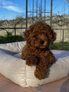 Photo №3. Tiny Toy Poodles with Big Personalities Ready for New Homes!. Germany