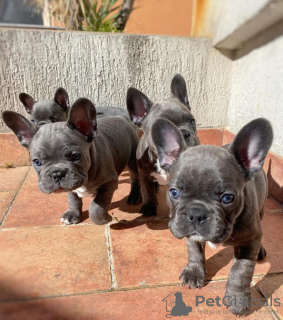 Photo №1. french bulldog - for sale in the city of Warsaw | Is free | Announcement № 16198