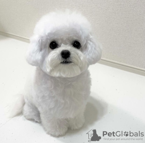 Photo №1. bichon frise - for sale in the city of Reykjavík | negotiated | Announcement № 97414