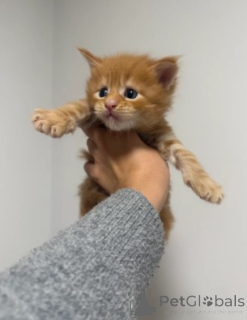 Photo №4. I will sell maine coon in the city of Gann. Munden. breeder - price - 929$