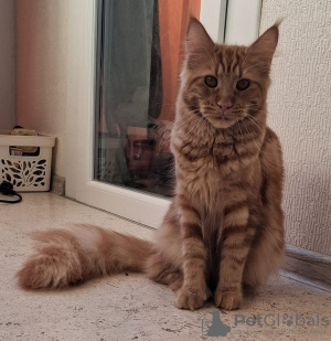Photo №2 to announcement № 131881 for the sale of maine coon - buy in Russian Federation breeder