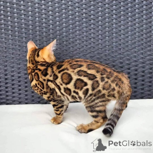 Photo №2 to announcement № 153244 for the sale of bengal cat - buy in Sweden private announcement