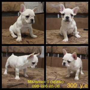 Photo №4. I will sell french bulldog in the city of Zaporizhia. private announcement - price - 300$