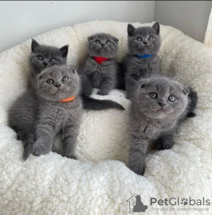 Photo №1. scottish fold - for sale in the city of Berlin | negotiated | Announcement № 119984