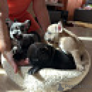 Photo №2 to announcement № 66899 for the sale of french bulldog - buy in Estonia private announcement