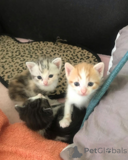 Photo №1. european shorthair - for sale in the city of Cölbe | 329$ | Announcement № 147340