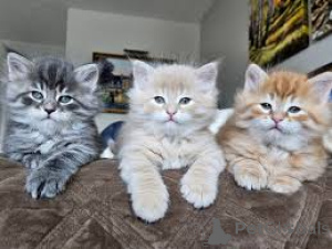 Photo №1. siberian cat - for sale in the city of Helsinki | 500$ | Announcement № 171551