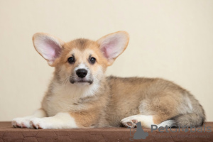 Photo №4. I will sell welsh corgi in the city of Dnipro. from nursery - price - 1237$