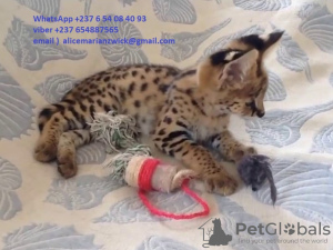 Photo №2 to announcement № 83600 for the sale of savannah cat - buy in Greece private announcement