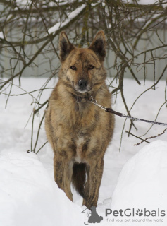 Photo №3. Tara the tiger beauty is looking for a home!. Russian Federation