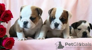 Photo №3. https//champion-bulldoggen.com/. Germany