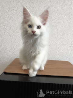 Photo №1. maine coon - for sale in the city of Pyatigorsk | 1113$ | Announcement № 155989
