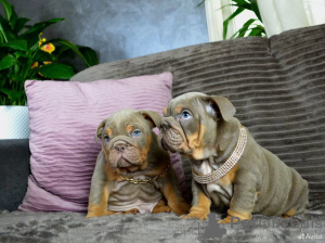 Photo №1. english bulldog - for sale in the city of Berlin | 877$ | Announcement № 162514