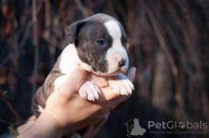 Photo №4. I will sell american staffordshire terrier in the city of Kiev. from nursery - price - 1814$