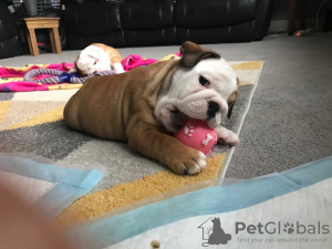 Photo №2 to announcement № 118675 for the sale of english bulldog - buy in Spain private announcement, breeder