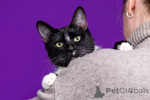 Photo №4. I will sell  in the city of Москва. private announcement - price - Is free