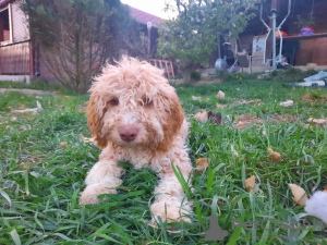 Additional photos: Purebred Lagotto Romagnolo Puppies