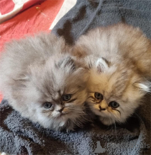 Photo №1. persian cat - for sale in the city of Donzdorf | 329$ | Announcement № 153577