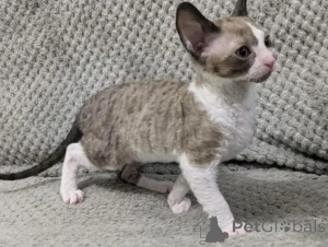 Photo №1. cornish rex - for sale in the city of Cottbus | 361$ | Announcement № 177643
