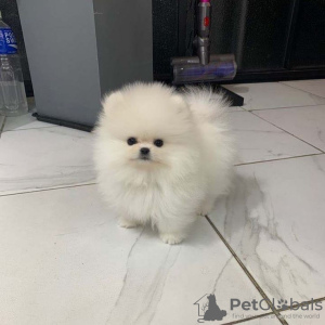 Photo №2 to announcement № 118333 for the sale of pomeranian - buy in Germany private announcement