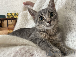 Photo №3. The mischievous purring kitten Selena is looking for a home!. Russian Federation