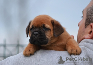 Additional photos: Bordeaux mastiff